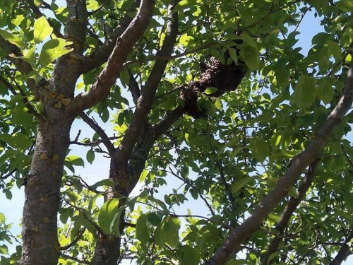 FOTO: Rojevi pčela na šljivama u Rumbocima