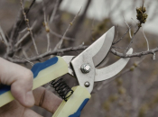 Kako pravilno obaviti rezidbu nektarine?