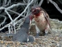 Pingvin ulovio ženu s drugim, završilo je krvavo