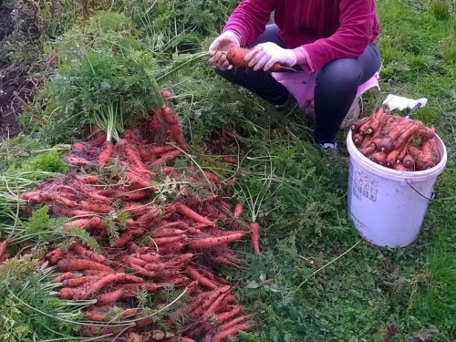 Ubiranje plodova svoga rada