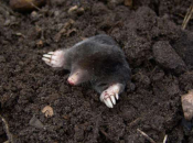 Krtice bježe od ove domaće namirnice - neće ni blizu vašem travnjaku