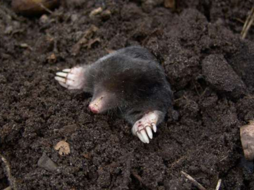 Krtice bježe od ove domaće namirnice - neće ni blizu vašem travnjaku