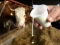 Netko se bogati: ''Otkupna cijena 1l mlijeka 0,70 KM, u trgovinama košta tri KM''