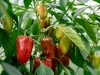Paprika ne podnosi ove četiri biljke