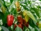 Paprika ne podnosi ove četiri biljke
