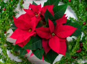 Božićna zvijezda: najljepši blagdanski ukras i pravila njege koja garantiraju uspjeh