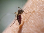Svi načini da se riješite komaraca: Sapun, lavanda, eterična ulja...