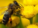 Europska komisija zabranila insekticide koji ubijaju pčele