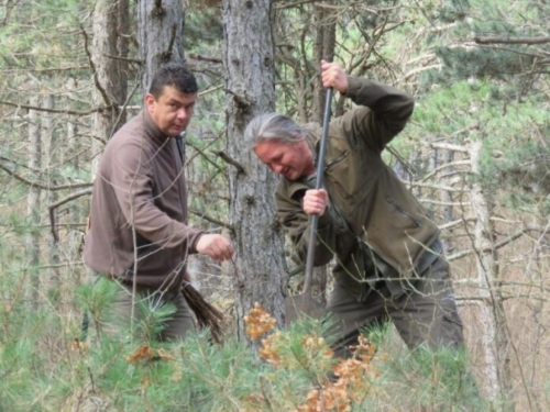 Šumarija Tomislavgrad posadila 5 tisuća sadnica divlje trešnje