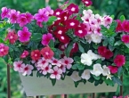 Ove vrste cvijeća su najbolji izbor za vaš balkon i vrt