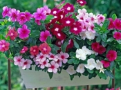 Ove vrste cvijeća su najbolji izbor za vaš balkon i vrt