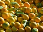 U Vukovar stiglo 11 tona mandarina iz Dubrovačko-neretvanske županije