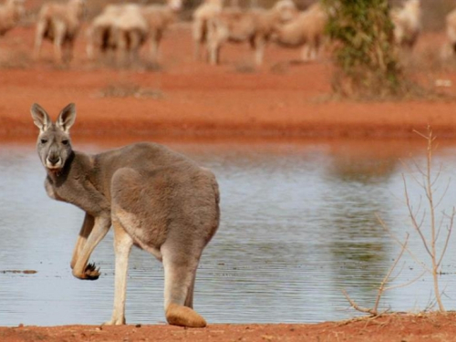 Imate atlas s Australijom? Slobodno ga bacite