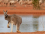 Imate atlas s Australijom? Slobodno ga bacite