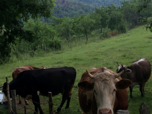 ''Bolje je kod svoje kuće radit, umorit se i malo zaradit, nego ići vani''