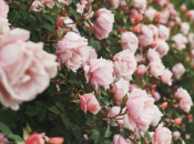 Evo što napraviti u veljači za bujan cvat ruža cijelo ljeto