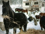 Lizoperci: Oaza Bosanskog brdskog konja uz obalu Jablaničkog jezera