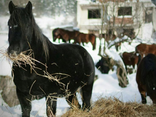 Lizoperci: Oaza Bosanskog brdskog konja uz obalu Jablaničkog jezera