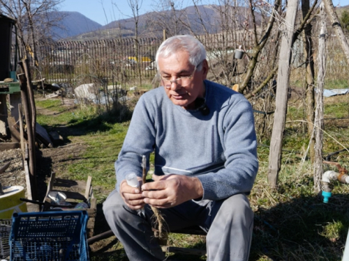 Četiri načina kalemljenja voća iz ruku vrsnog majstora