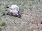 FOTO: Vukovi na Proslapu zaklali 11 ovaca