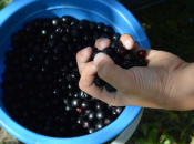 Sok od aronije smatra se jednim od najzdravijih, pomaže kod brojnih tegoba