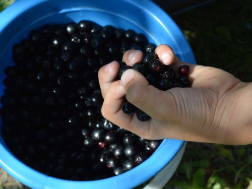 Sok od aronije smatra se jednim od najzdravijih, pomaže kod brojnih tegoba