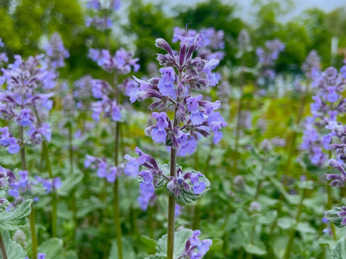 Za ovu biljku mnogi kažu da je ljepša od lavande, a komarci i krpelji ne podnose njezin miris