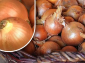 Kako sačuvati luk da ne proklija do ljeta: vrtlar otkriva jednostavnu metodu