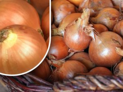 Kako sačuvati luk da ne proklija do ljeta: vrtlar otkriva jednostavnu metodu