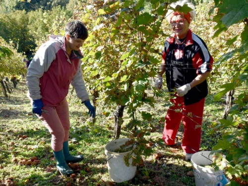 FOTO: Zora i Slavko Bošnjak iz Rame postali pravi vinogradari