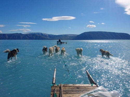 Psi vuku sanjke kroz otopljen Grenland
