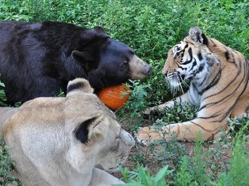 Medvjed, lav i tigar su najbolji prijatelji već 15 godina
