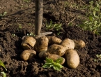 Kako primijeniti pepeo kod sadnje krumpira?