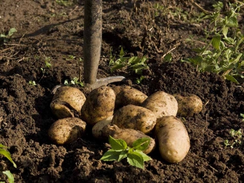Kako primijeniti pepeo kod sadnje krumpira?