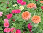 Cinije - najkorisnije cvjetnice u vrtu, ako još niste, zasadite ih!