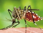 Pentagon javio kako su 33 američka vojnika zaražena zika virusom