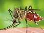 Pentagon javio kako su 33 američka vojnika zaražena zika virusom