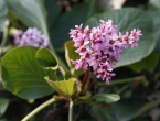 Bergenija - biljka sličnu zumbulu, idealna za vrt