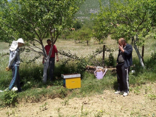 FOTO: Rojevi pčela na šljivama u Rumbocima