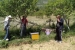 FOTO: Rojevi pčela na šljivama u Rumbocima