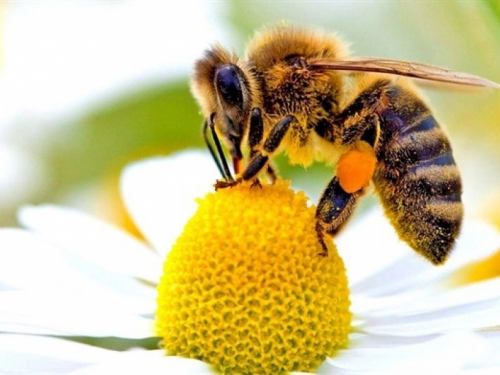 Pčele nestaju alarmantnom brzinom