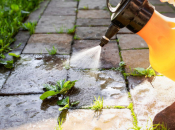 Domaći sprej od tri sastojka uništit će korov u vrtu