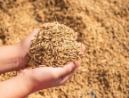 BiH ovisna u uvoznoj pšeninici, a ona skuplja za čak 60 %