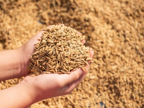 BiH ovisna u uvoznoj pšeninici, a ona skuplja za čak 60 %