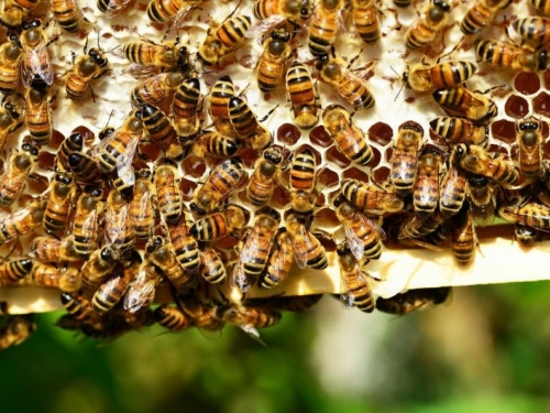 Nema pomora pčela u BiH