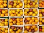 Podravka će braniteljima u BiH otkupljivati tisuće tona voća i povrća