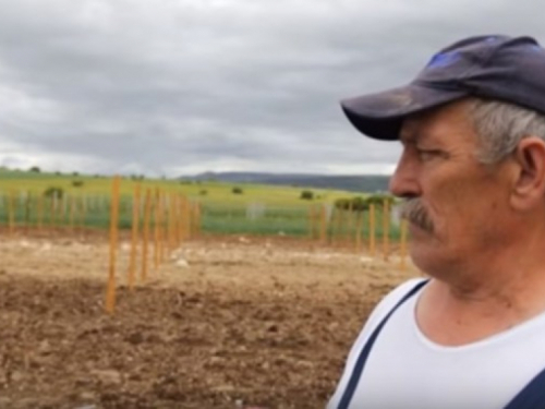 VIDEO: Duvanjski vinogradari