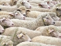 Q groznica u Tomislavgradu: Zaraženo 275 ovaca