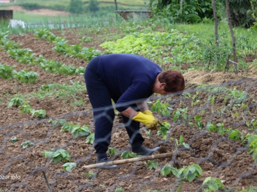 Ožujak u vrtu - Mudri potezi za proljetnu sezonu