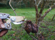 Kreće vegetacija: Sada je presudno zaštititi voćnjake od bolesti i štetnika